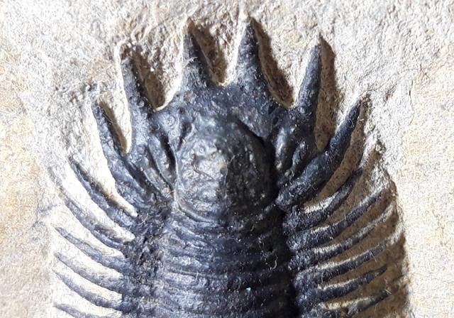 Acanthopyge (Lobopyge) bassei CHATTERTON & GIBB 2010 - Bild © FossNet FossilienStore
